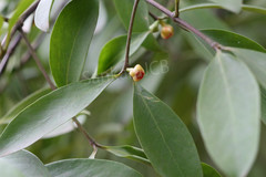 Garcinia indica